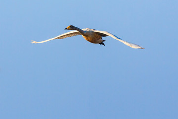 Mute swan fly