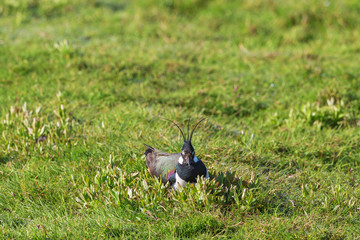 Northen Lapwing nesting in the grass