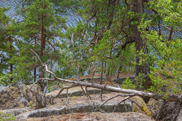 Forest with pine trees by a lake in the wild