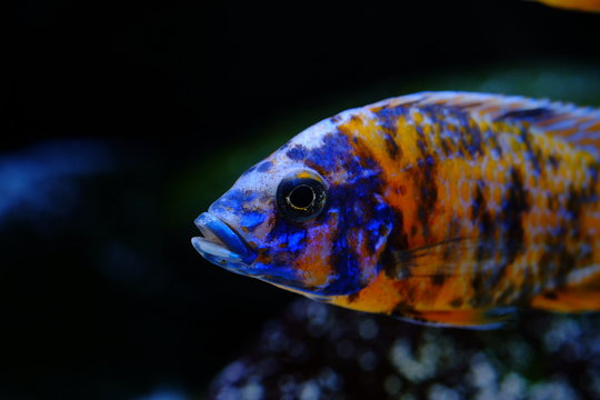 Malawi cichlid colorful fish