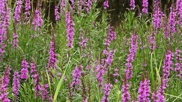 morning droplets on bright flowers Lythrum salicaria dolly shot
