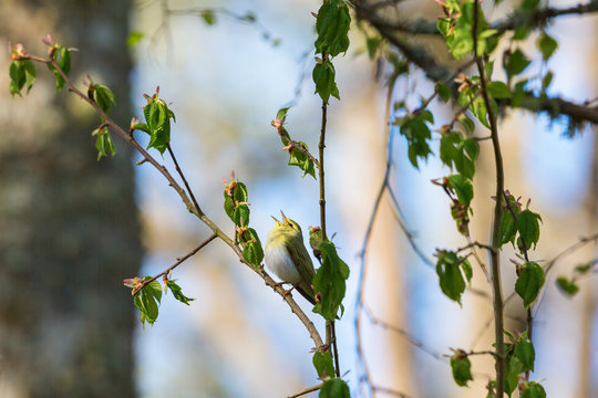 Wood Warbler singing