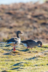 Two greylag geese in the meadow