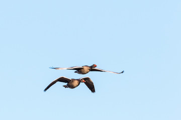 Greylag geese flying on the sky
