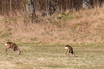 Roe deer grazing in a field in spring