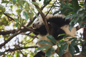 Obraz premium A young panda is sleeping on a tree