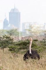 Ostrich with city skyline in background