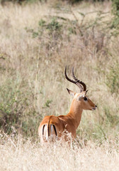 Male impala standing in tall grass