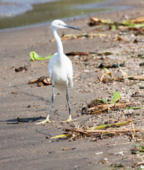 Little egret walking on beach