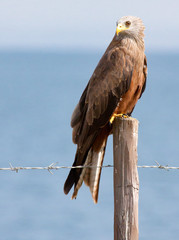 Black kite perched on a fence post near lake