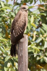 Black kite perched on a fence post