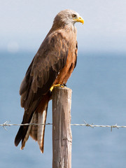 Black kite perched on a fence post near lake