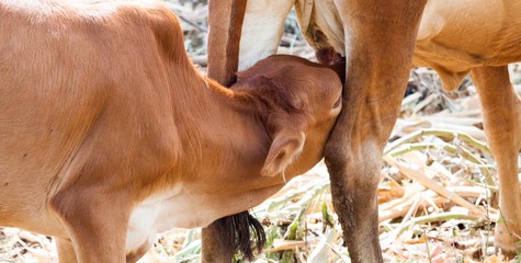 Calf drinking milk from mother cow