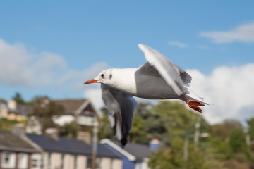 Irlanda