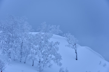 雪に覆われた木