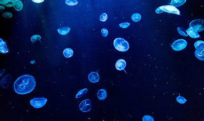 DUBAI, UAE - DECEMBER 31: Large aquarium in Hotel Atlantis