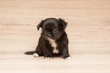 Fototapeta na wymiar Little cute puppy on a wooden background