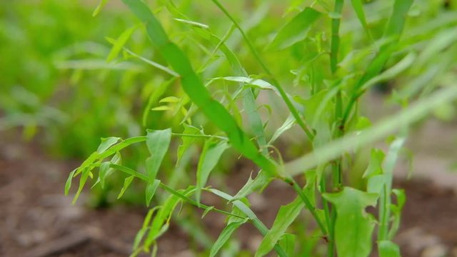 Centipede growing on ground in farm. tapeworm plant, ribbonbush, Homalocladium platycladum, Muehlenbeckia platyclada. Medicinal herb.
