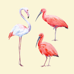 Watercolor ibis and flamingo vector set