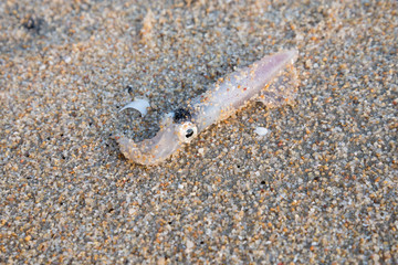 Fresh squid on the sand beach