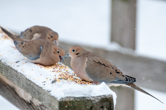 Mouning Dove Perched