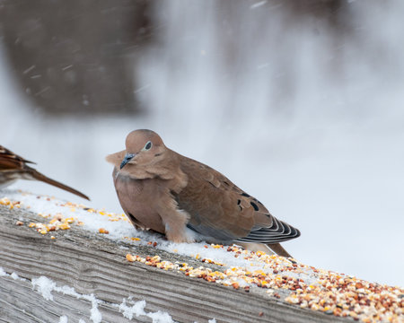 Mouning Dove Perched