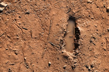 human footprint in brown mud soil for background