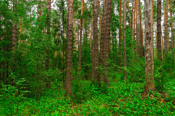 Obraz premium pine forest landscape