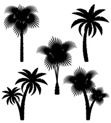 Fototapeta na wymiar palm tree black outline silhouette stock vector illustration