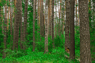 pine forest landscape