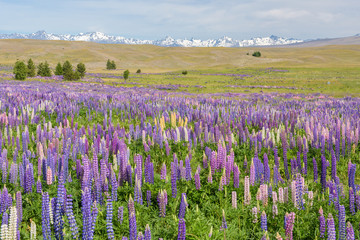 Obraz premium Russle Lupines at Lake Tekapo