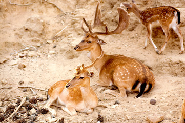 Group of deers in Mediterranean wild