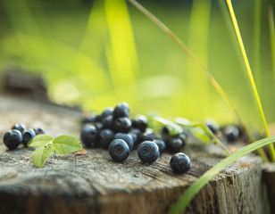 Blaubeeren