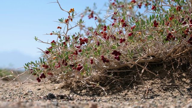 Shrub Nitraria sibirica with red berries in mongolian arid sandy desert. Western Mongolia