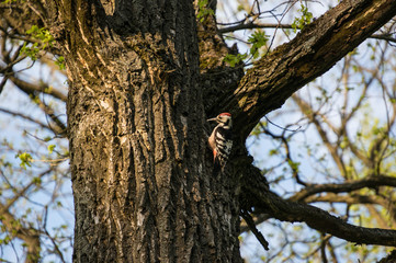 Woodpecker on oak