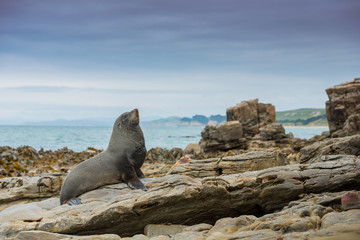 fur seal in Moeraki