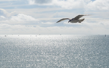 Fototapeta na wymiar Sea Gull Flying Over Blue Sky