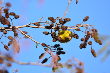 Tarin des aulnes mâle (Spinus spinus)