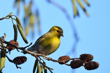 Tarin des aulnes mâle (Spinus spinus)