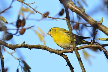 Tarin des aulnes mâle (Spinus spinus)