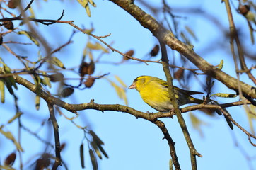 Tarin des aulnes mâle (Spinus spinus)