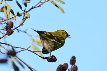 Tarin des aulnes mâle (Spinus spinus)