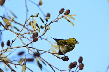 Tarin des aulnes mâle (Spinus spinus)