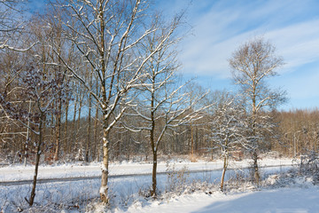 Winter forest with path through trees covered with snow and bright sun shining