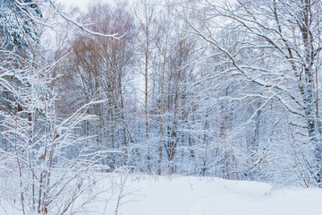 Winter forest with snow