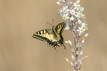 Schwalbenschwanz Schmetterling groß