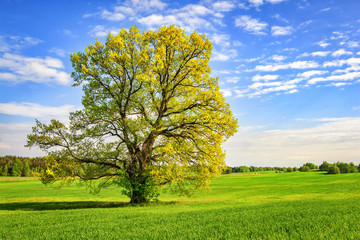 large green tree on spring meadow in bright sunny day. Beautiful spring nature. picturesque tree on green field. Landscape of spring field with  branchy tree.