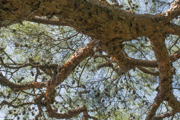 Branches of pine trees with cones against blue sky in September in Japanese park in Kyoto, Japan