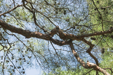 Branches of pine trees with cones against blue sky in September in Japanese park in Kyoto, Japan. Nature background.