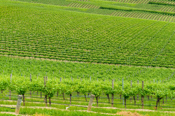 Fototapeta na wymiar VIneyard landscape of green grape vines on the hill